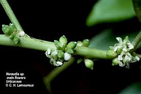 Attēlu rezultāti vaicājumam “Urticaceae”