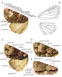 Attēlu rezultāti vaicājumam “Craniophora ligustri”
