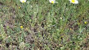 Attēlu rezultāti vaicājumam “Arenaria serpyllifolia flower”