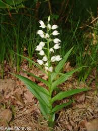 Attēlu rezultāti vaicājumam “Cephalanthera longifolia”