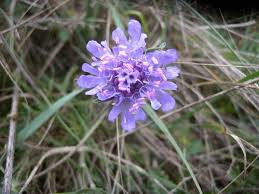 Image result for Scabiosa canescens