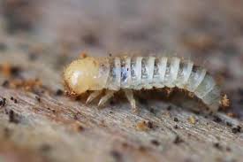 Attēlu rezultāti vaicājumam “Bolitophagus reticulatus”