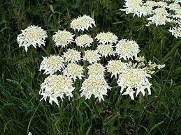 Attēlu rezultāti vaicājumam “Heracleum sphondylium subsp. sibiricum fruit”