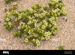 Attēlu rezultāti vaicājumam “Honckenya peploides bud”