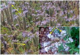 Attēlu rezultāti vaicājumam “Phacelia tanacetifolia leaf”