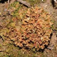 Attēlu rezultāti vaicājumam “Blasia pusilla sporophyte”