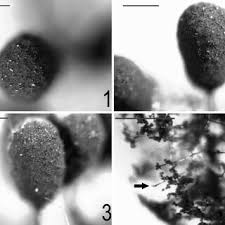 Attēlu rezultāti vaicājumam “Comatricha elegans stalked”