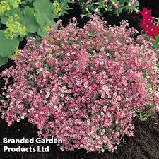 Image result for Gypsophila elegans