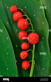 Attēlu rezultāti vaicājumam “Convallaria majalis fruit”