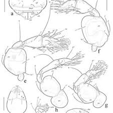 Attēlu rezultāti vaicājumam “Belbodamaeus sp.”