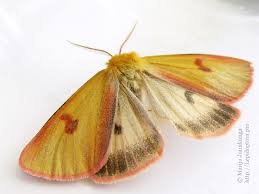 Attēlu rezultāti vaicājumam “Diacrisia sannio”