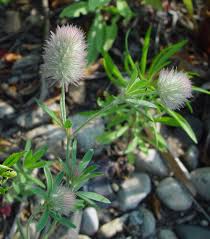 Attēlu rezultāti vaicājumam “Trifolium arvense fruit”