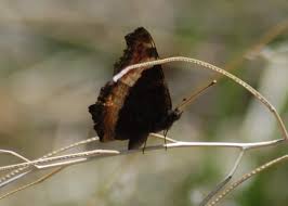 Attēlu rezultāti vaicājumam “Erebia ligea upperside”