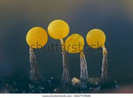 Attēlu rezultāti vaicājumam “Physarum luteolum spores”