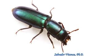 Attēlu rezultāti vaicājumam “Trogossitidae”