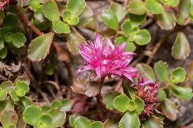 Attēlu rezultāti vaicājumam “Phedimus spurius flower”