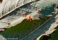 Attēlu rezultāti vaicājumam “Gymnosporangium cornutum”