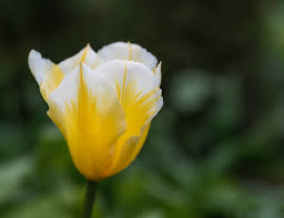 Attēlu rezultāti vaicājumam “Tulipa gesneriana flower”
