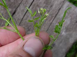 Attēlu rezultāti vaicājumam “Cardamine impatiens”