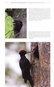 Attēlu rezultāti vaicājumam “Dryocopus martius adult”