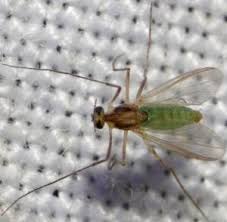 Attēlu rezultāti vaicājumam “Tanytarsus”