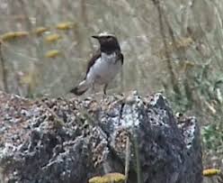 Image result for Oenanthe pleschanka