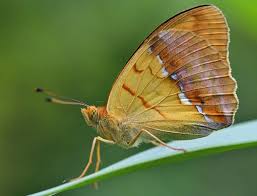Attēlu rezultāti vaicājumam “Argynnis laodice male”