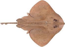 Image result for Amblyraja radiata