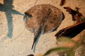 Image result for Styracura pacifica