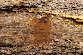 Attēlu rezultāti vaicājumam “Fuligo leviderma macro”