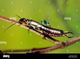 Attēlu rezultāti vaicājumam “Forficula auricularia male”