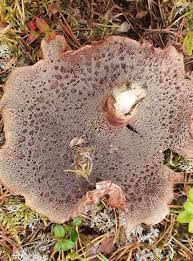 Attēlu rezultāti vaicājumam “Sarcodon imbricatum”