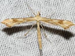 Attēlu rezultāti vaicājumam “Gillmeria pallidactyla”