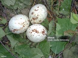 Attēlu rezultāti vaicājumam “Buteo buteo nest”