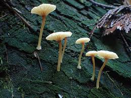 Attēlu rezultāti vaicājumam “Lichenomphalia umbellifera”