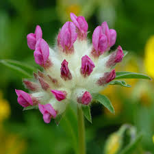 Image result for Anthyllis vulneraria rubra