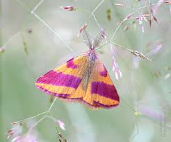 Attēlu rezultāti vaicājumam “Lythria cruentaria”