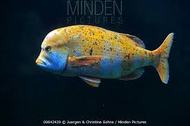 Image result for Chrysoblephus cristiceps