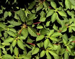 Attēlu rezultāti vaicājumam “Enkianthus chinensis leaf”