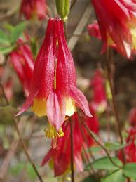 Image result for Aquilegia