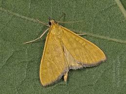 Attēlu rezultāti vaicājumam “Mecyna flavalis”