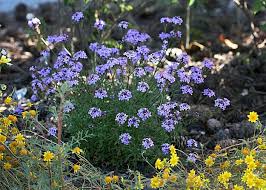 Attēlu rezultāti vaicājumam “Badhamia lilacina”