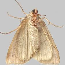 Attēlu rezultāti vaicājumam “Lygephila pastinum”