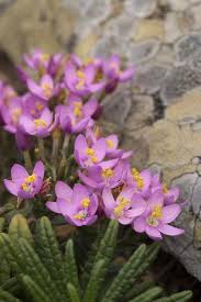 Attēlu rezultāti vaicājumam “Centaurium erythraea flower”
