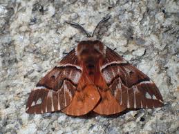 Attēlu rezultāti vaicājumam “Endromis versicolora”