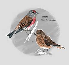 Attēlu rezultāti vaicājumam “Carduelis cannabina male”