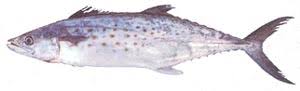 Image result for Scomberomorus maculatus