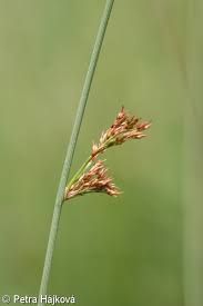 Attēlu rezultāti vaicājumam “Juncus inflexus”