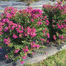 Image result for Lagerstroemia
