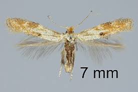 Attēlu rezultāti vaicājumam “Bucculatrix rhamniella”
